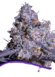 Frozen Black Cherry Auto