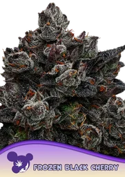 Frozen Black Cherry