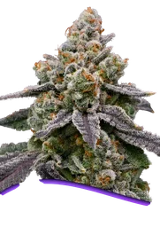 Frozen Face Auto
