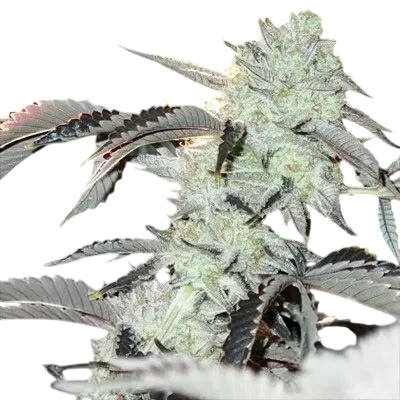 Frozen Gelato