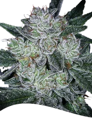 Future #1 Auto