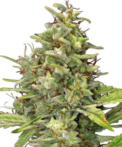 G13 Haze