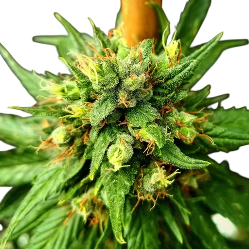 G13 Skunk