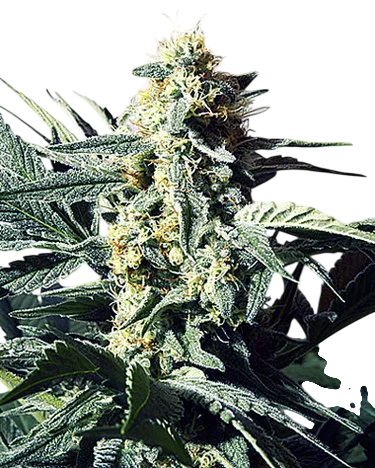 G13 Widow