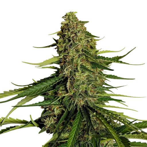 Gaia F1 Auto