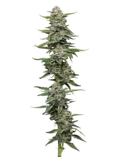 Garlic Budder
