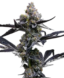 Garlic Cookies