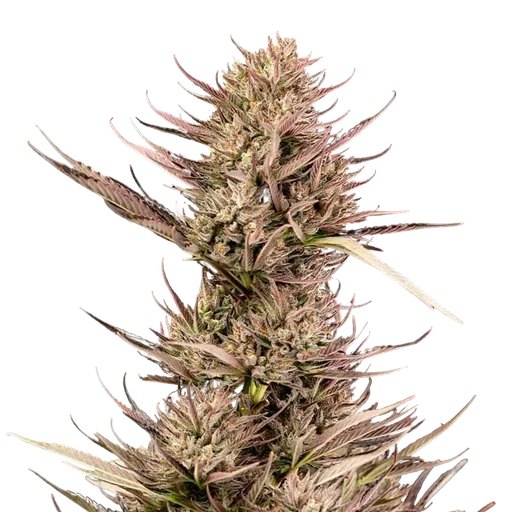 Garlic Muffin F1 Auto