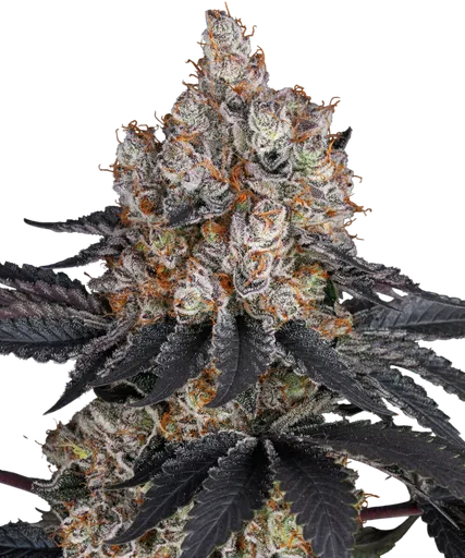 Gelato