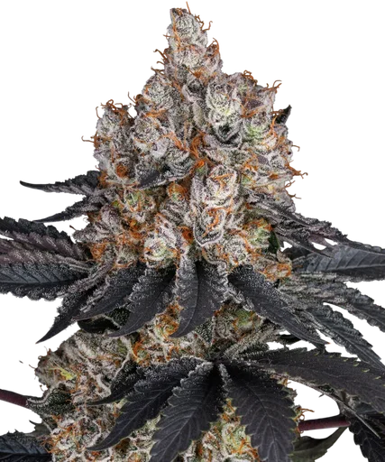 Gelato