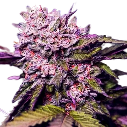 Gelato
