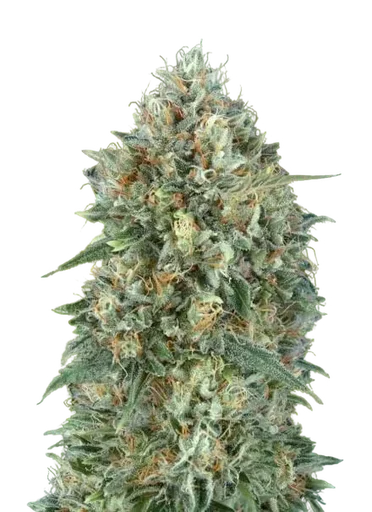 Gelato #33 Auto