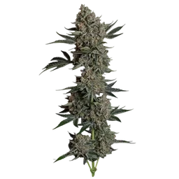 Gelato 41 BX Auto