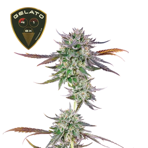 Gelato 41 BX