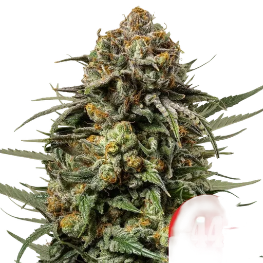 Gelato 44