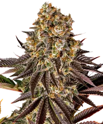 Gelato 45