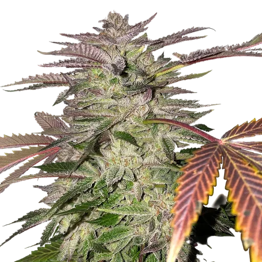 Gelato Cake