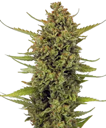 Acapulco Gold
