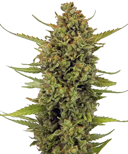 Acapulco Gold