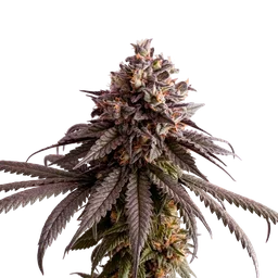 Gelato-K