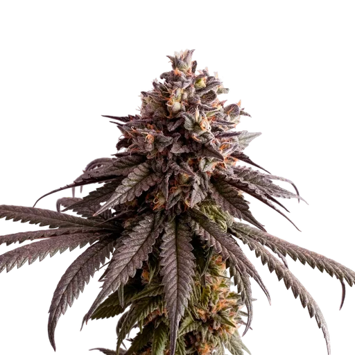Gelato-K