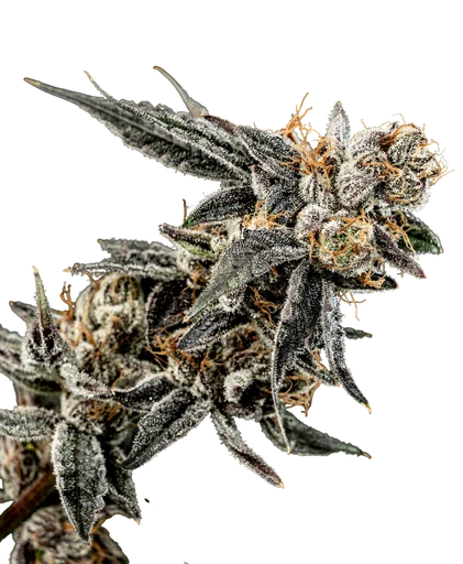 Gelato Punch