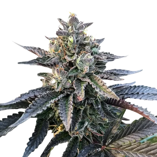 Gelato Sorbet