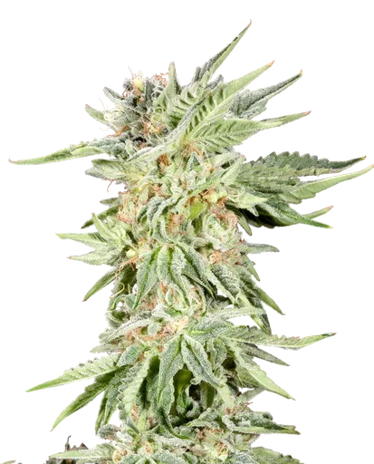 Gelato Sundae