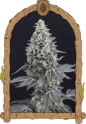 Georgia Cream Auto