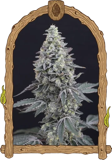 Georgia Cream Auto