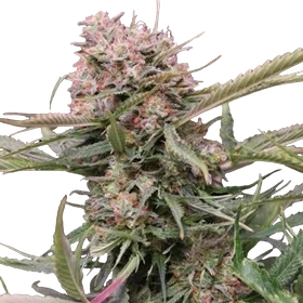 Gigabud Auto
