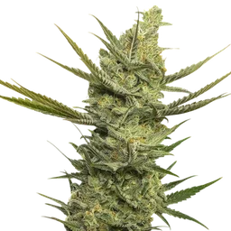 Gipsy Haze