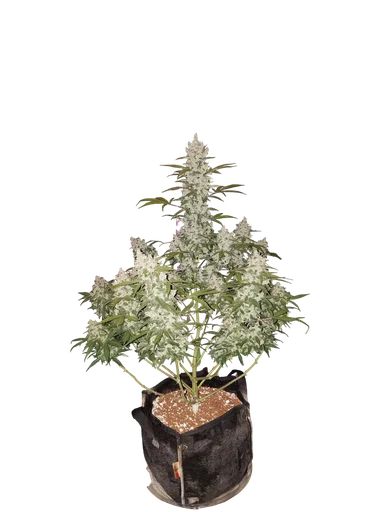 Girl Scout Cookies Auto