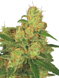 Acid Auto