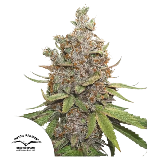 Glueberry O.G.