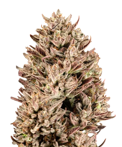 GMO Auto