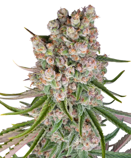 GMO