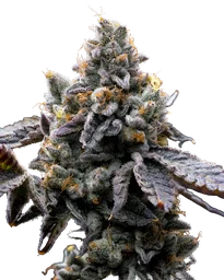 GMO Cookies