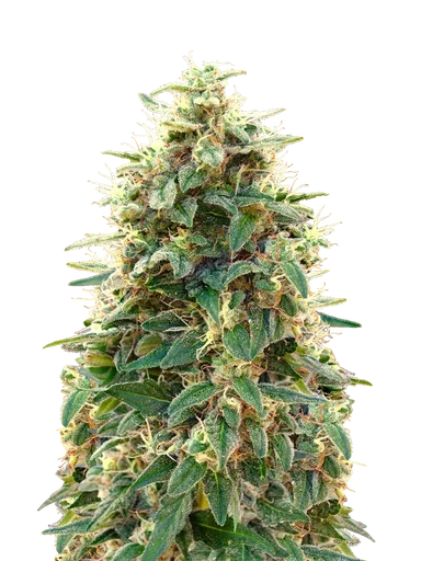 00 Cheese Auto