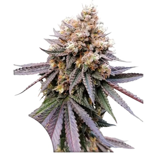 GMO FAST