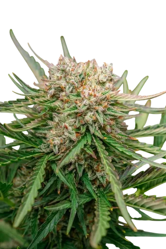 GMO OG Auto