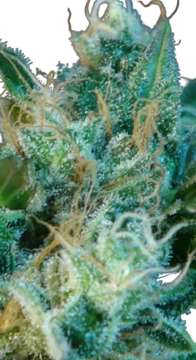 Gnomo Auto