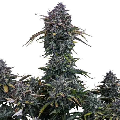 Gold Glue Auto