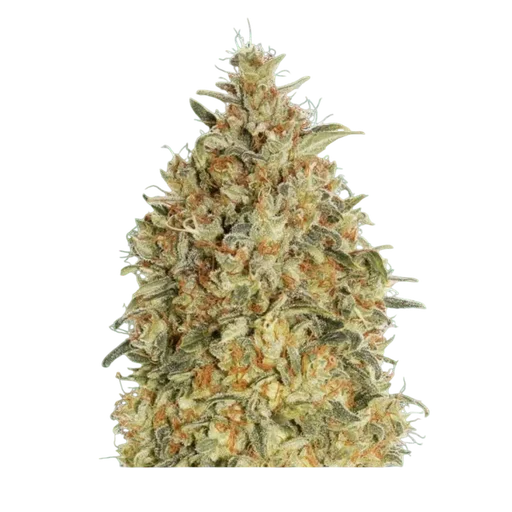 Gorilla Blue Auto