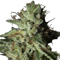 Gorilla Candy