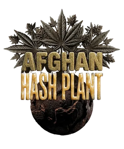 Afghan Hash Plant