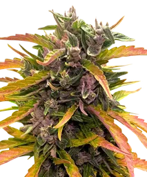 Gorilla Glue Auto