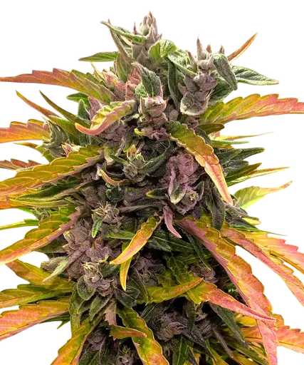 Gorilla Glue