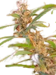 Afghan Haze