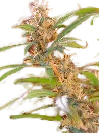 Afghan Haze